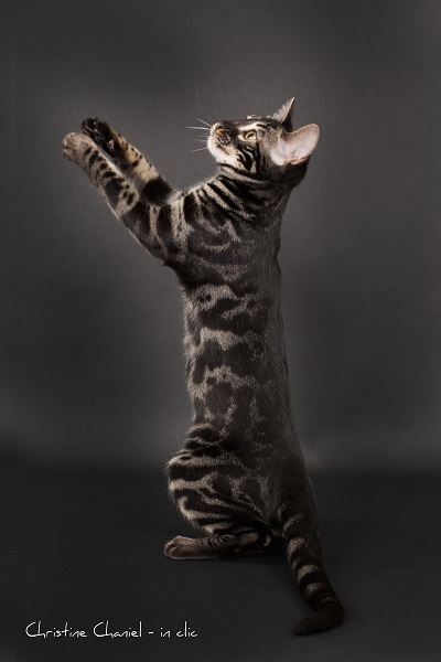 chaton bengal disponible